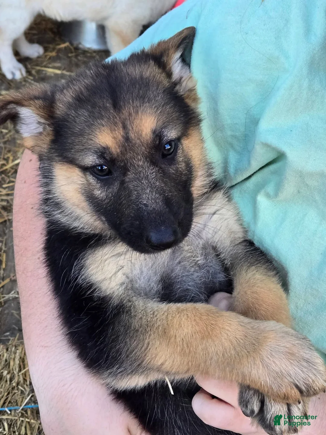 German Shepherd dogs for sale: German Shepherd Puppy 6 - Ad 1