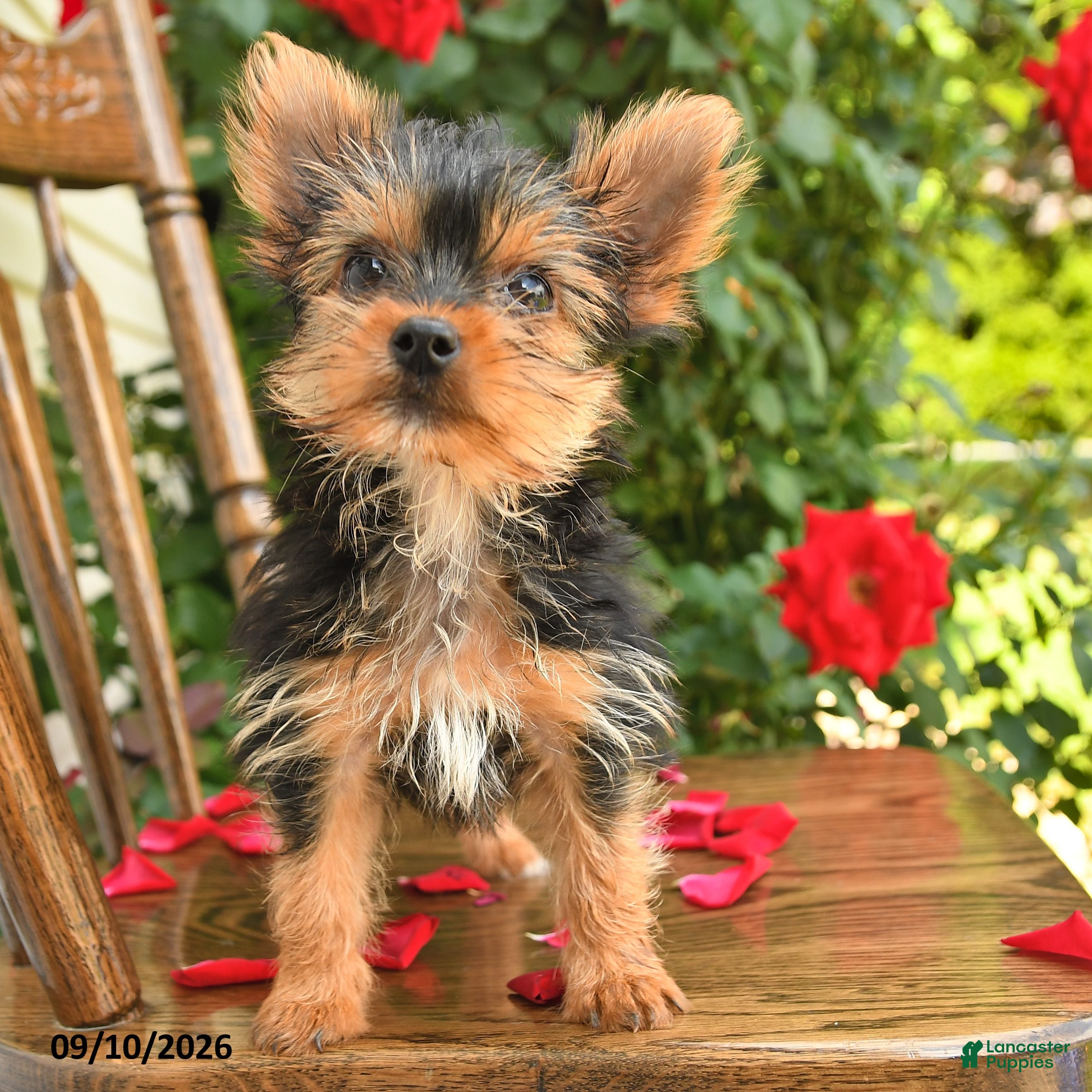 Yorkshire Terrier dogs Asher Teacup - Ad 2
