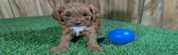 Cavapoo dogs for sale: Sadie Boy 3 - Ad 1