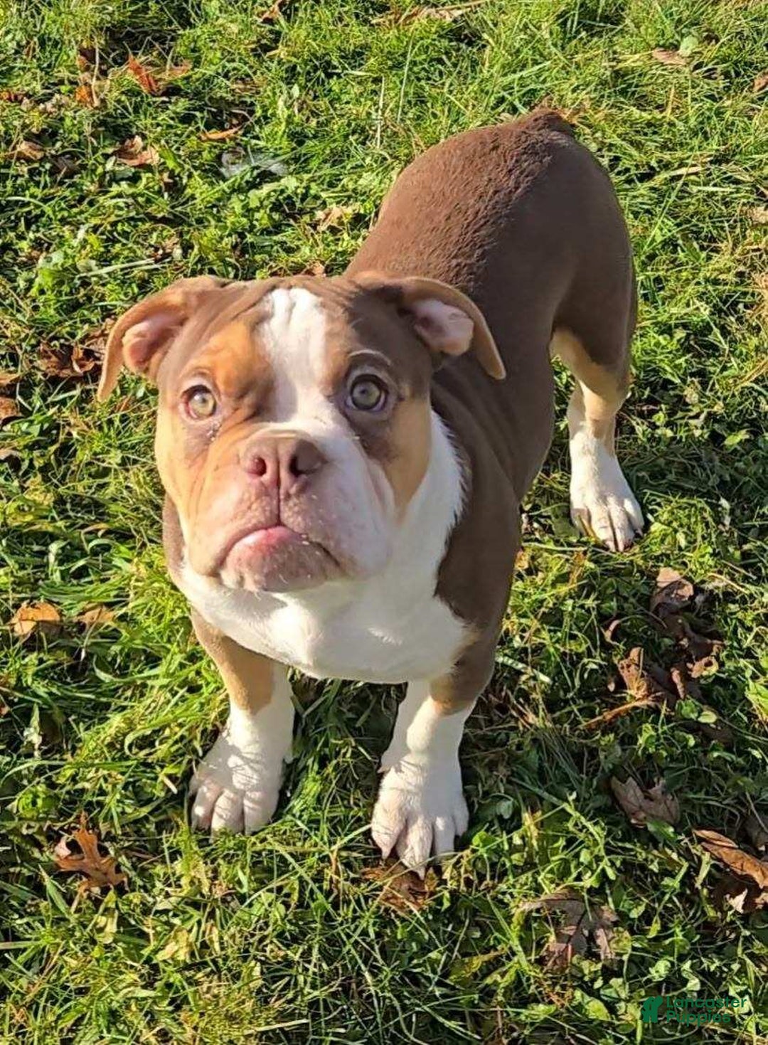 Olde English Bulldogge dogs for sale: Porkchop - Ad 4