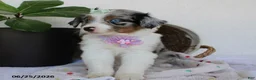 Miniature Australian Shepherd dogs for sale: Princess - Ad 3