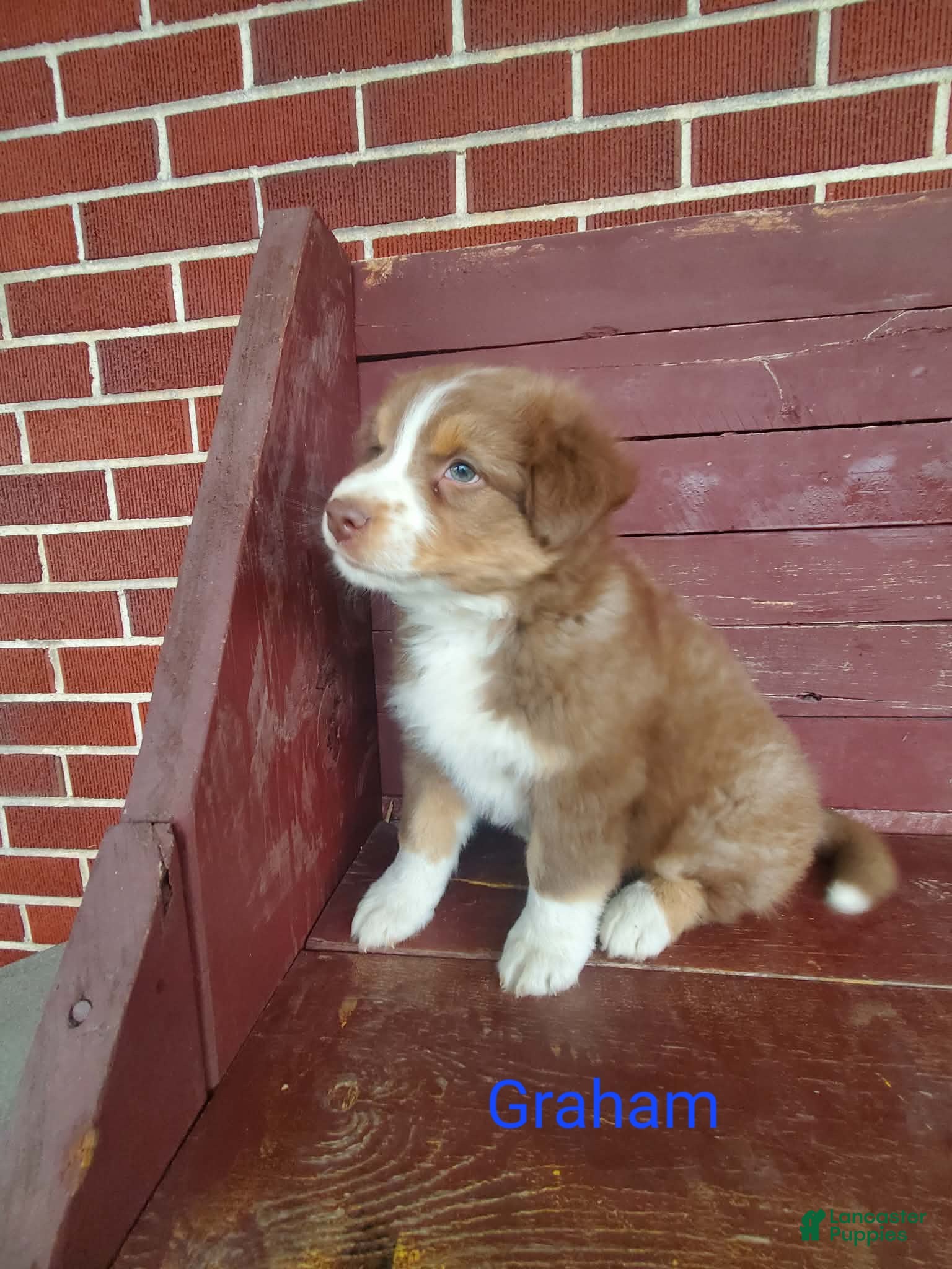 Australian Shepherd dogs Graham - Ad 31