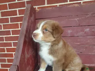 Australian Shepherd dogs Graham - Ad 31