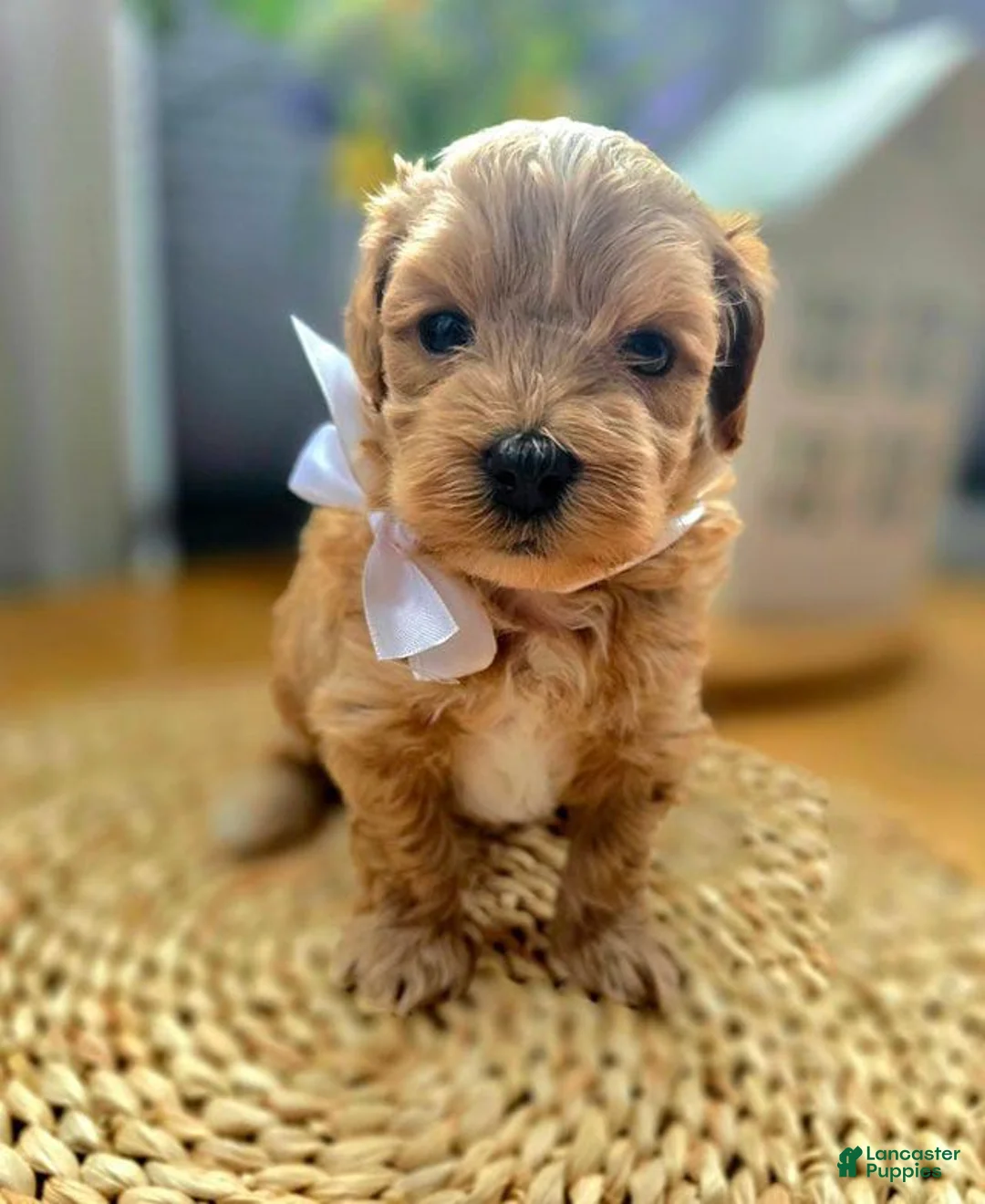 Maltipoo dogs for sale: Teddy - Ad 7