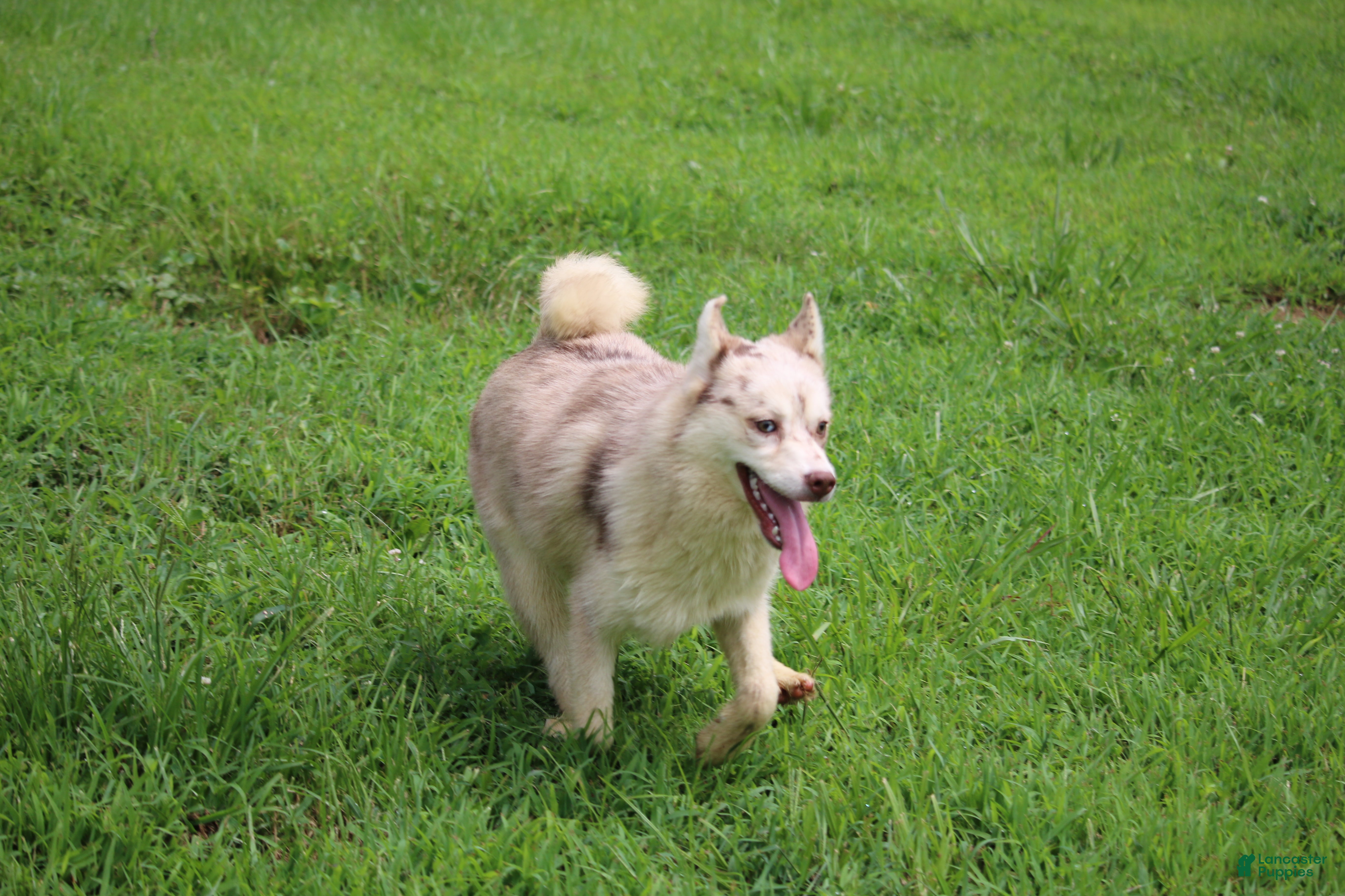 Pomsky dogs Lynn - Ad 2