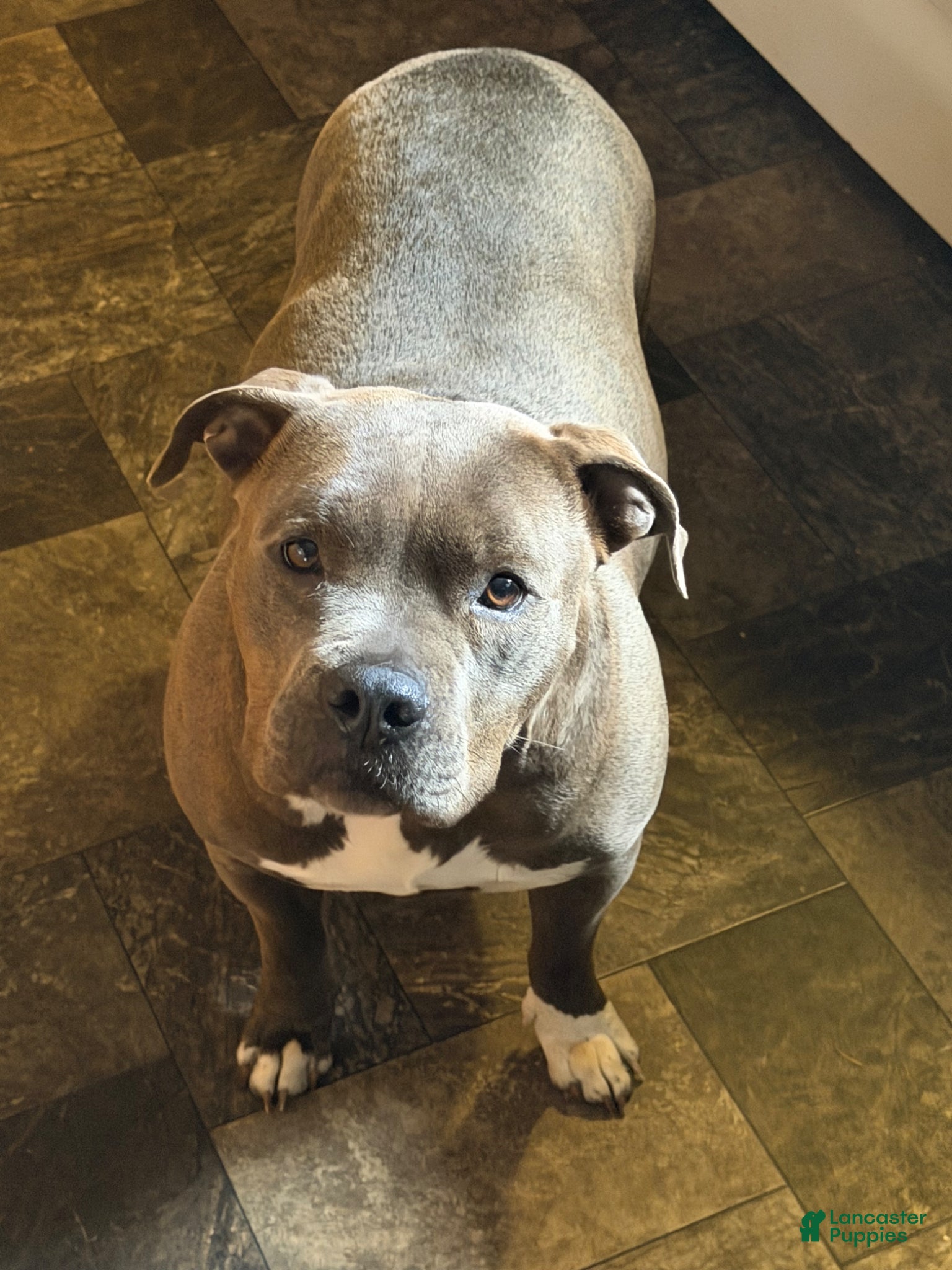 American Pit Bull Terrier dogs for sale: American Pit Bull Terrier Puppy 2 - Ad 3