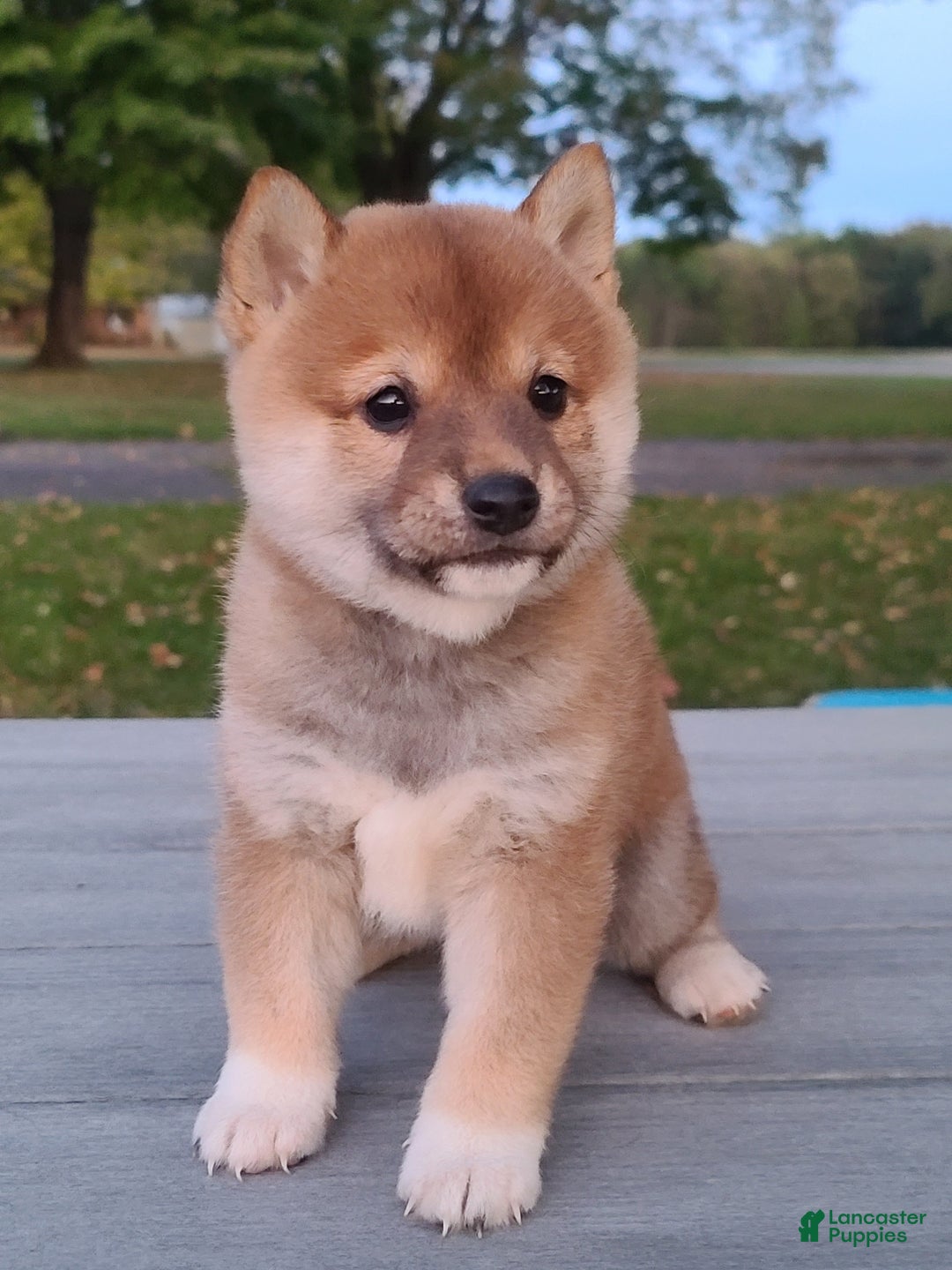 Shiba Inu dogs for sale: Ranger  - Ad 2