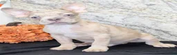 French Bulldog dogs for sale: Zack Male AKC French Bulldog - Ad 2