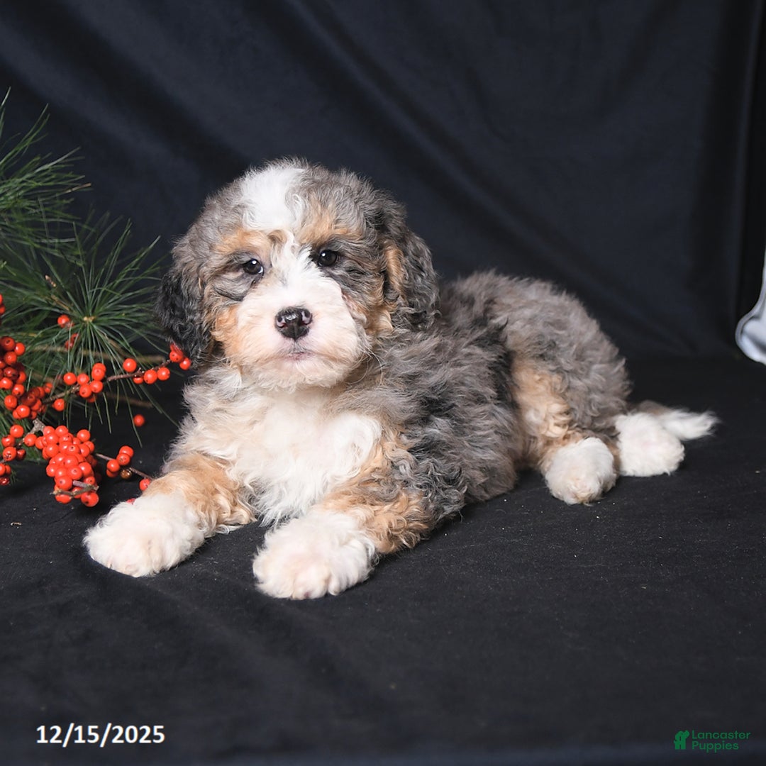 Bernedoodle dogs for sale: Carol  - Ad 2