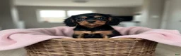 Cavalier King Charles Spaniel dogs for sale: Bea - Ad 1