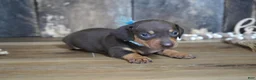 Miniature Dachshund dogs for sale: Boone - Ad 5