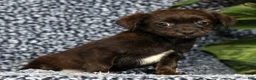 Shorkie dogs for sale: Shawn - Ad 5