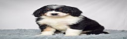 Bernedoodle dogs for sale: Ms. Tessa - Ad 3