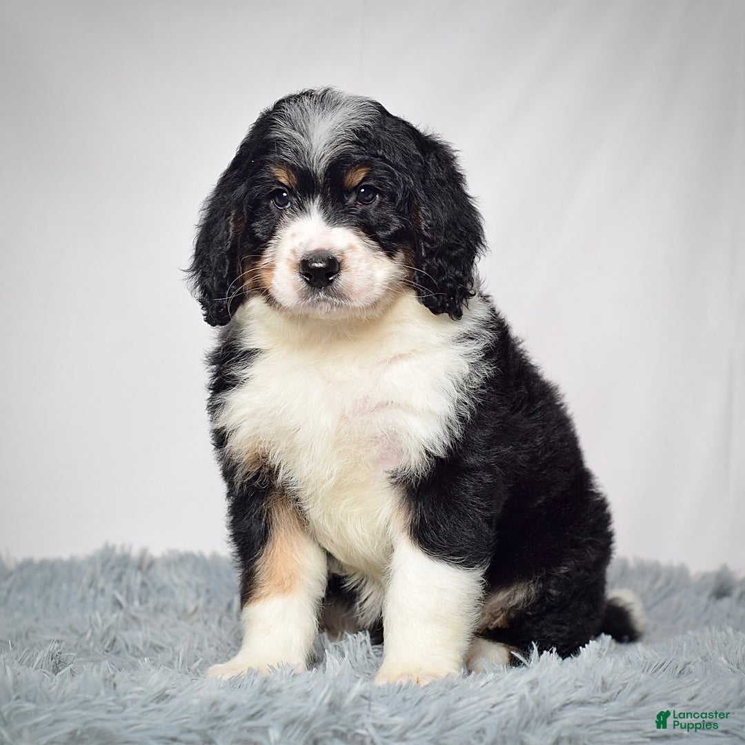 Bernedoodle dogs for sale: Ms. Tessa - Ad 3