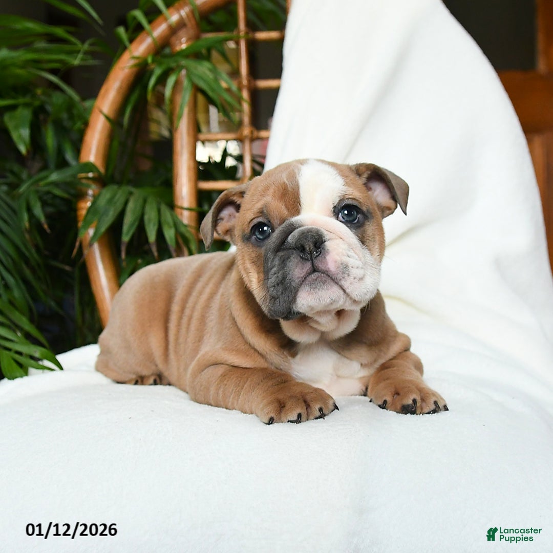 English Bulldog dogs for sale: Meadow - Ad 5