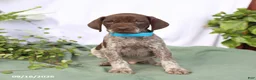 German Shorthaired Pointer dogs for sale: Max - Ad 4
