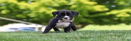 Boxer dogs for sale: Lucy - Ad 5