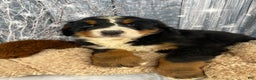 Bernese Mountain Dog dogs for sale: Thor - Ad 3
