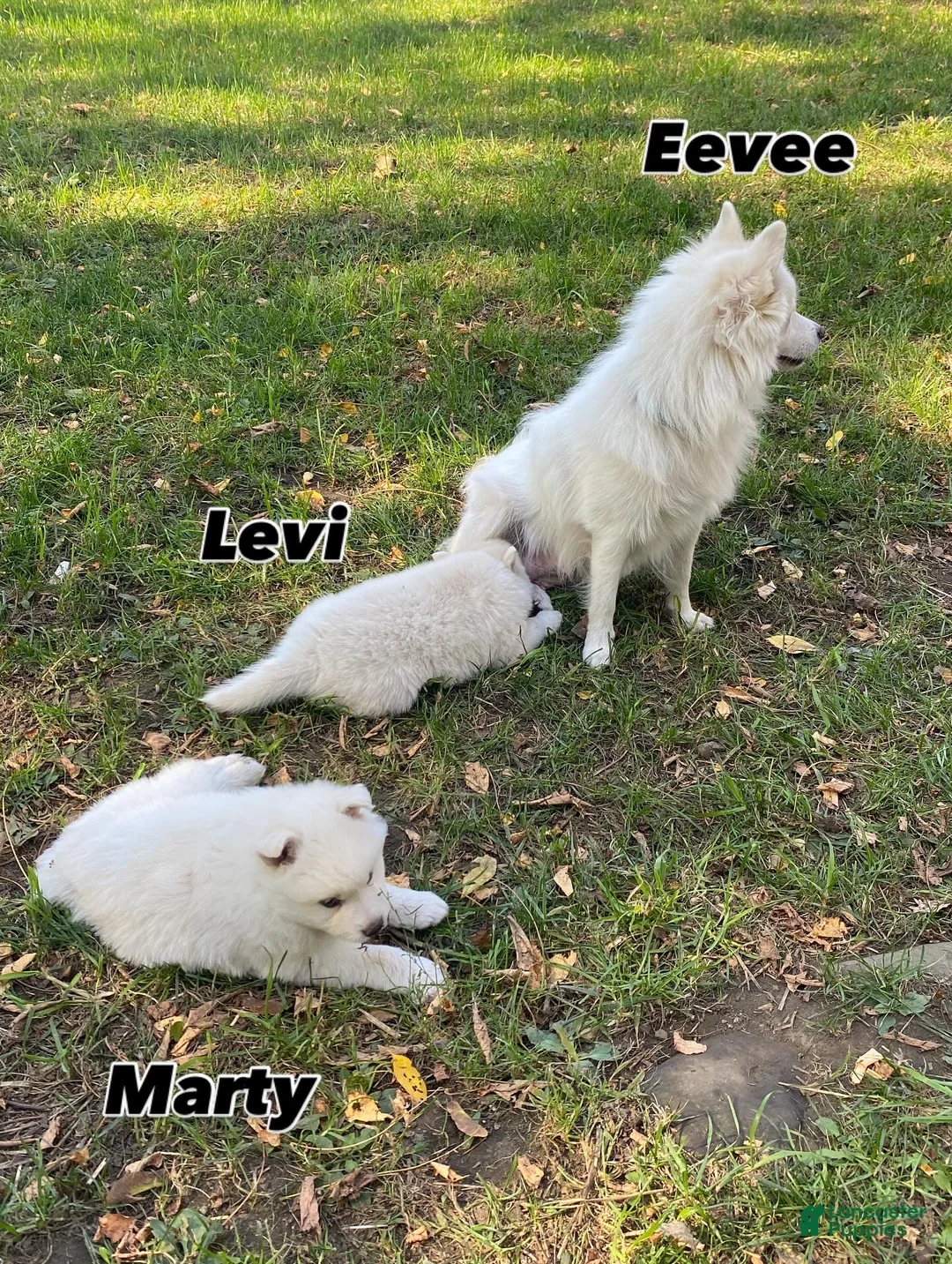 Pomsky dogs for sale: Marty - Ad 18