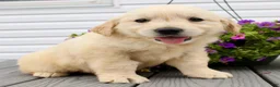 Golden Retriever dogs for sale: Olive - Ad 4