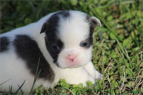 French Bulldog dogs French Bulldog Puppy 2 - Ad 15