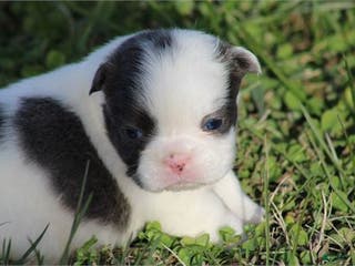 French Bulldog dogs French Bulldog Puppy 2 - Ad 15