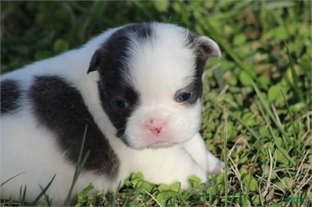 French Bulldog dogs for sale: French Bulldog Puppy 2 - Ad 1