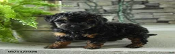 Yorkiepoo dogs for sale: Jo jo - Ad 3