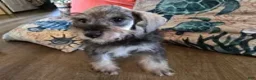 Miniature Schnauzer dogs for sale: Hugh - Ad 3
