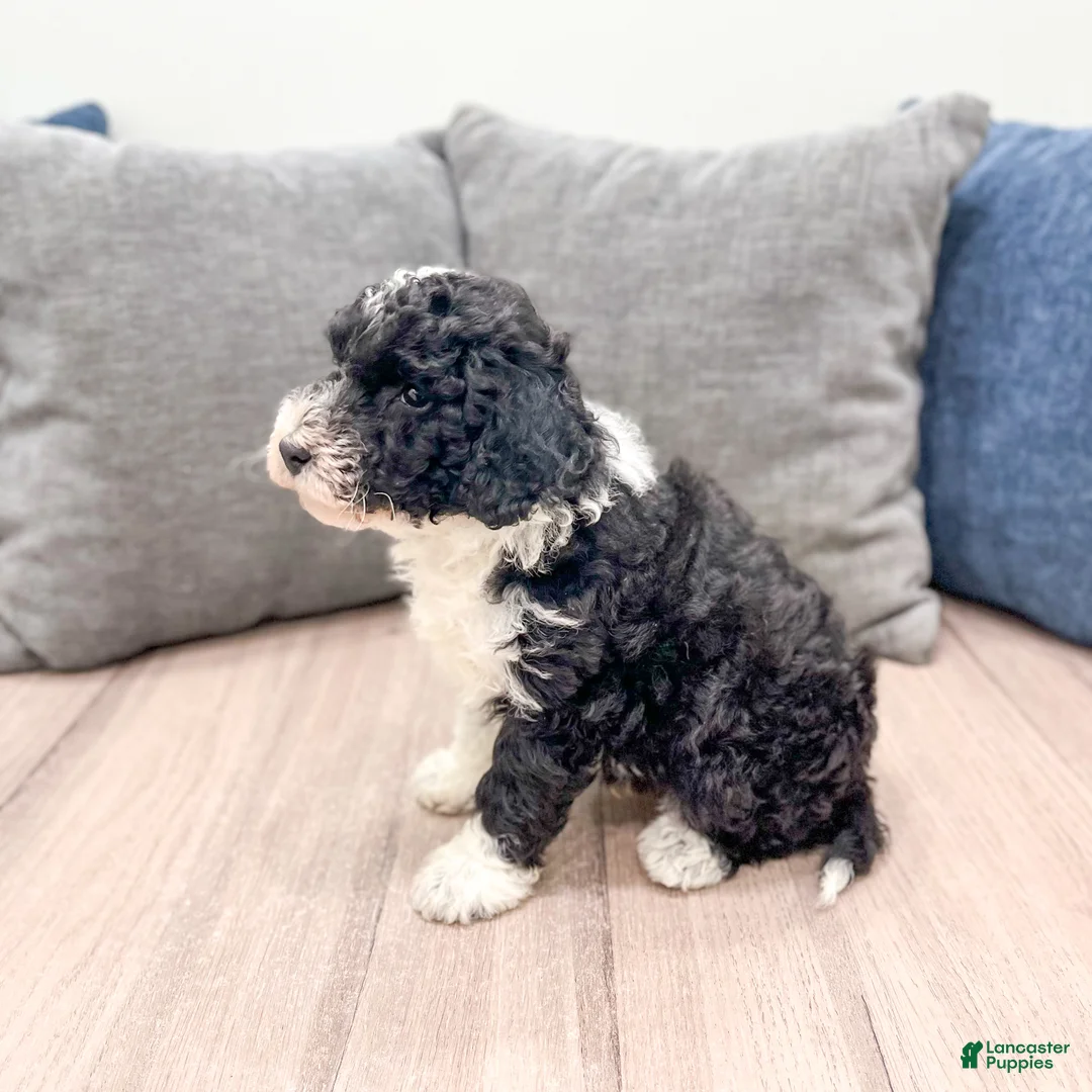 Aussiedoodle dogs for sale: Buddy - Ad 6