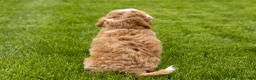 Mini Goldendoodle dogs for sale: Tucker  - Ad 7