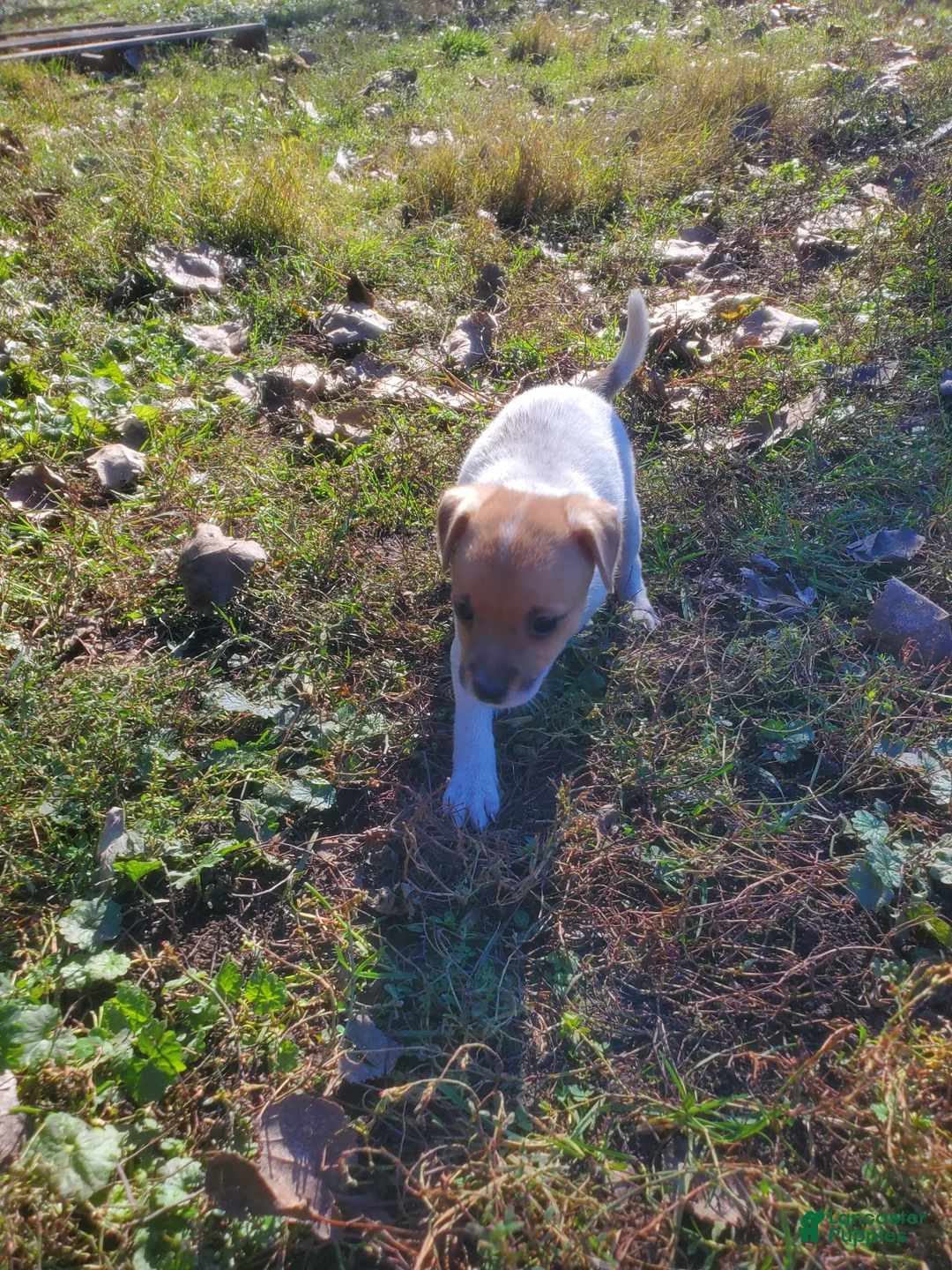Jack Russell Terrier dogs for sale: Jack Russell Terrier 8 - Ad 2