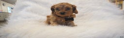 Cavapoo dogs for sale: Mars  - Ad 9