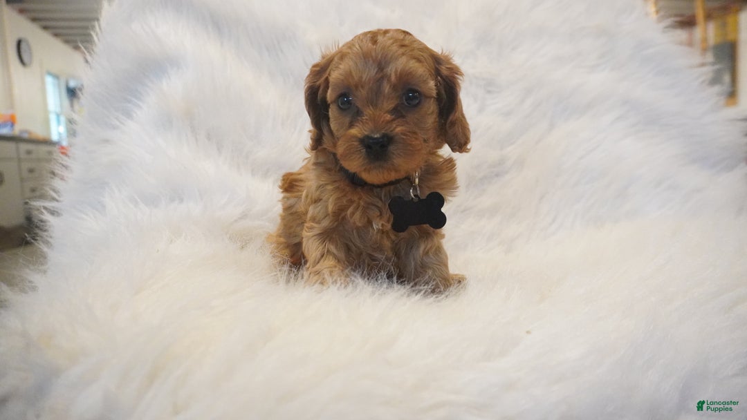 Cavapoo dogs for sale: Mars  - Ad 9