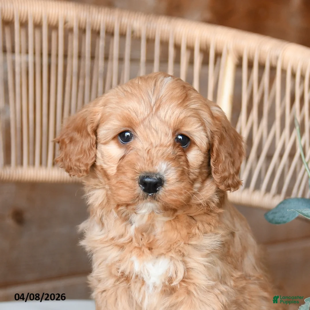 Mini Bernedoodle dogs for sale: Minnie - Ad 5