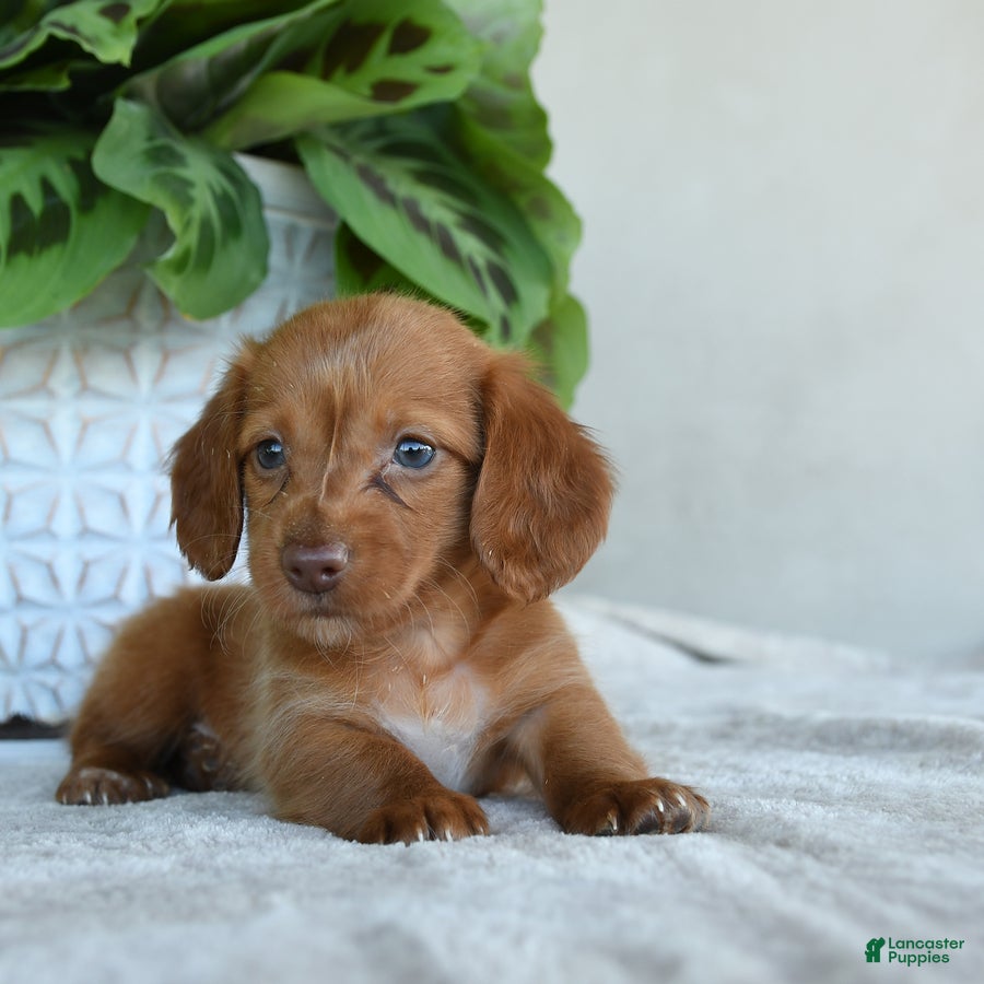Dachshund dogs for sale: Peppen - Ad 3