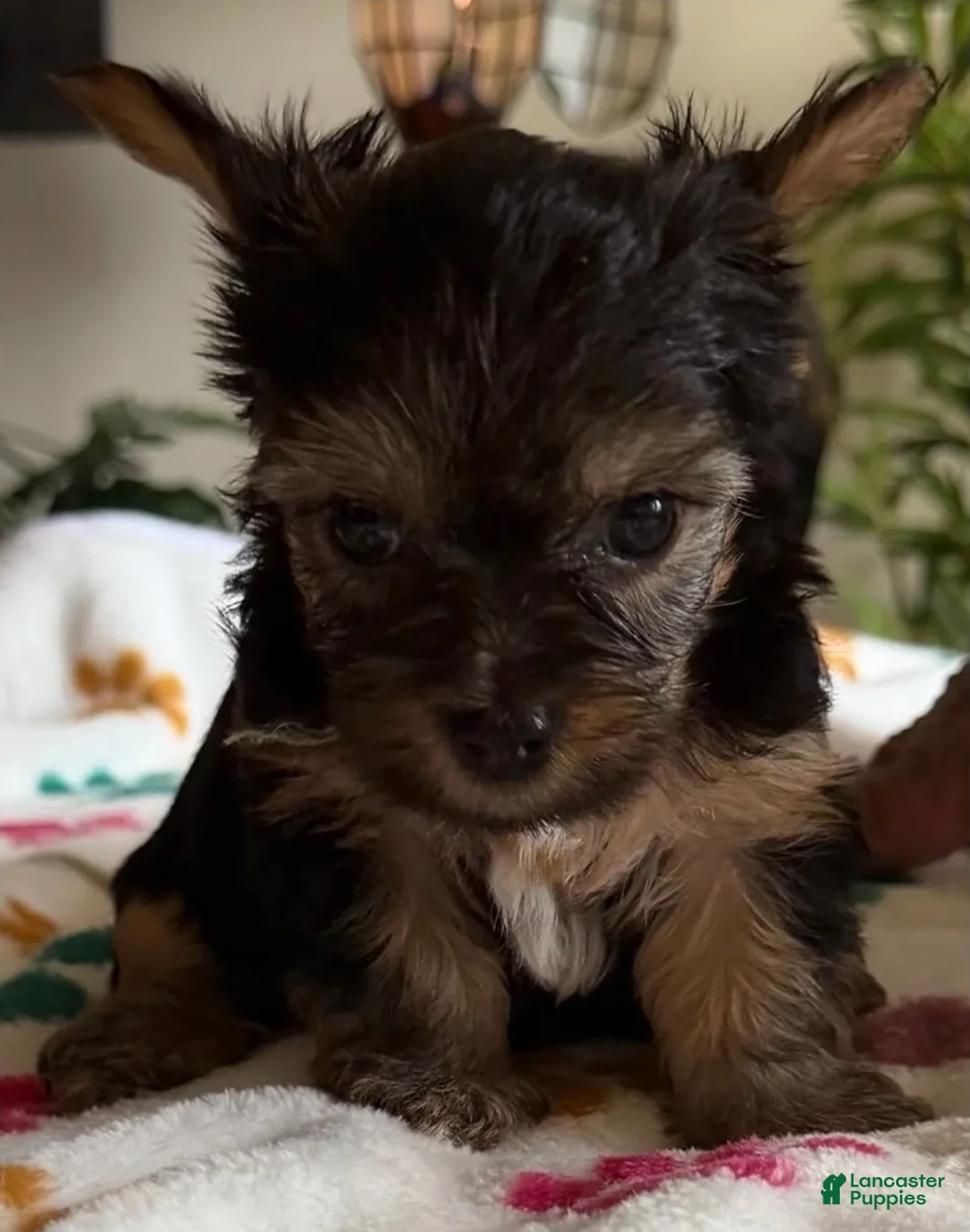 Yorkshire Terrier dogs for sale: Ciara - Ad 1