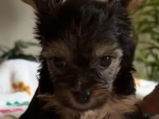 Yorkshire Terrier dogs Ciara - Ad 18