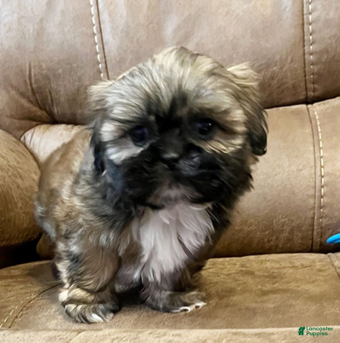 Shih Tzu dogs for sale: AKC Woody - Ad 2