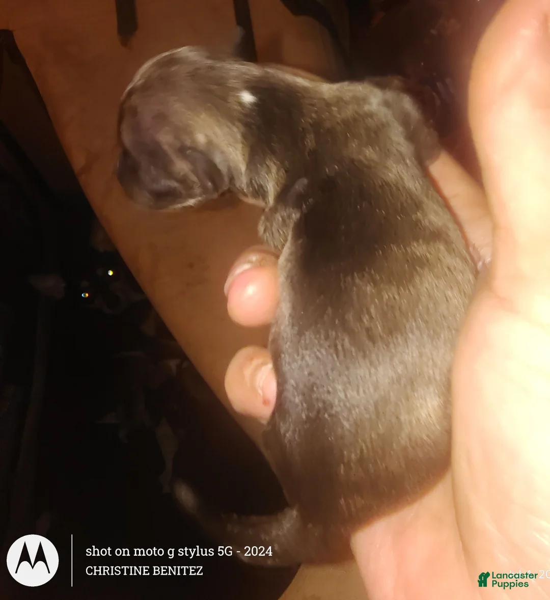 Chihuahua dogs for sale: Chihuahua 2 - Ad 2