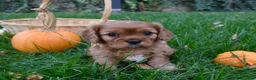 Cavalier King Charles Spaniel dogs for sale: Vincent - Ad 10