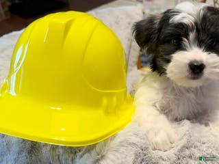 Mixed Breed dogs Lhatese Breed “Tubby” - Ad 9