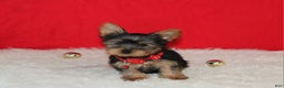 Yorkshire Terrier dogs for sale: Dannie - Ad 8
