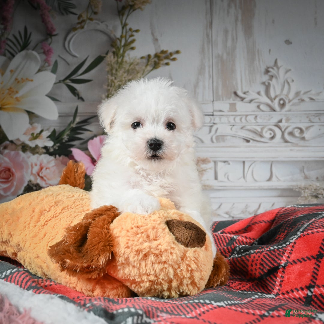 Bichon Frise dogs for sale: Meverick - Ad 4