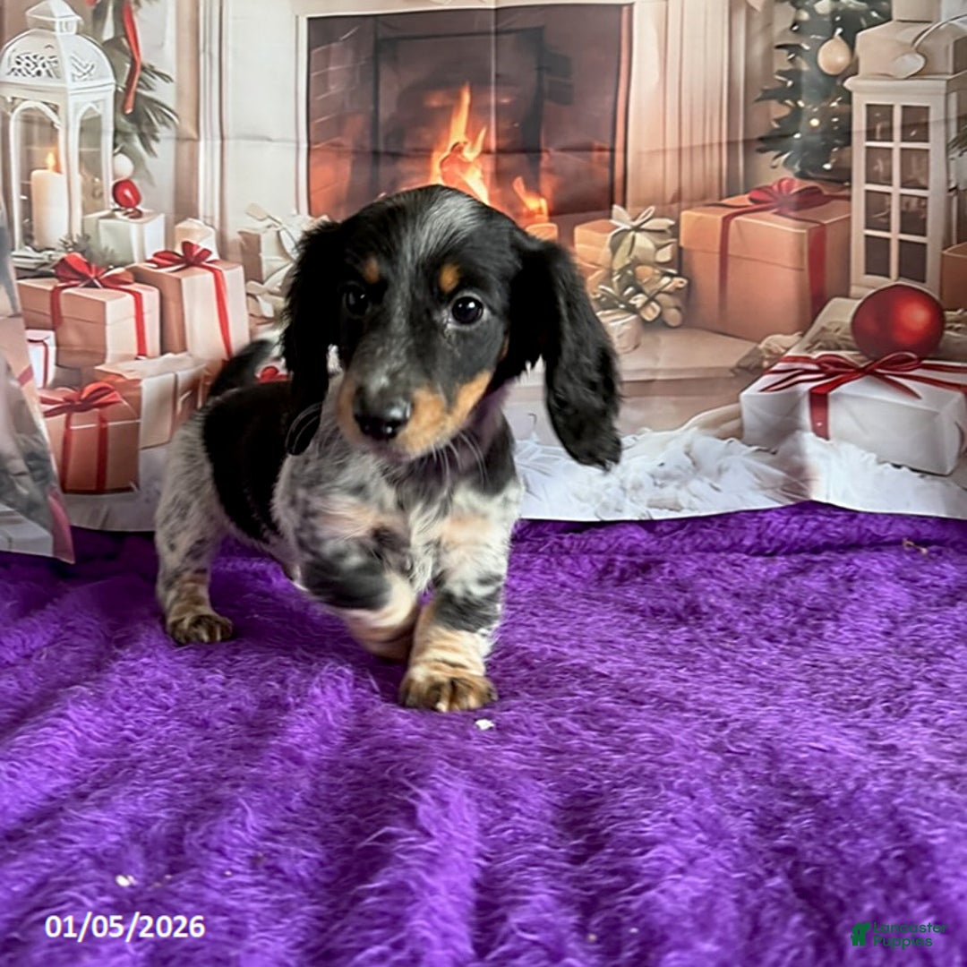 Miniature Dachshund dogs for sale: Charlie - Ad 2