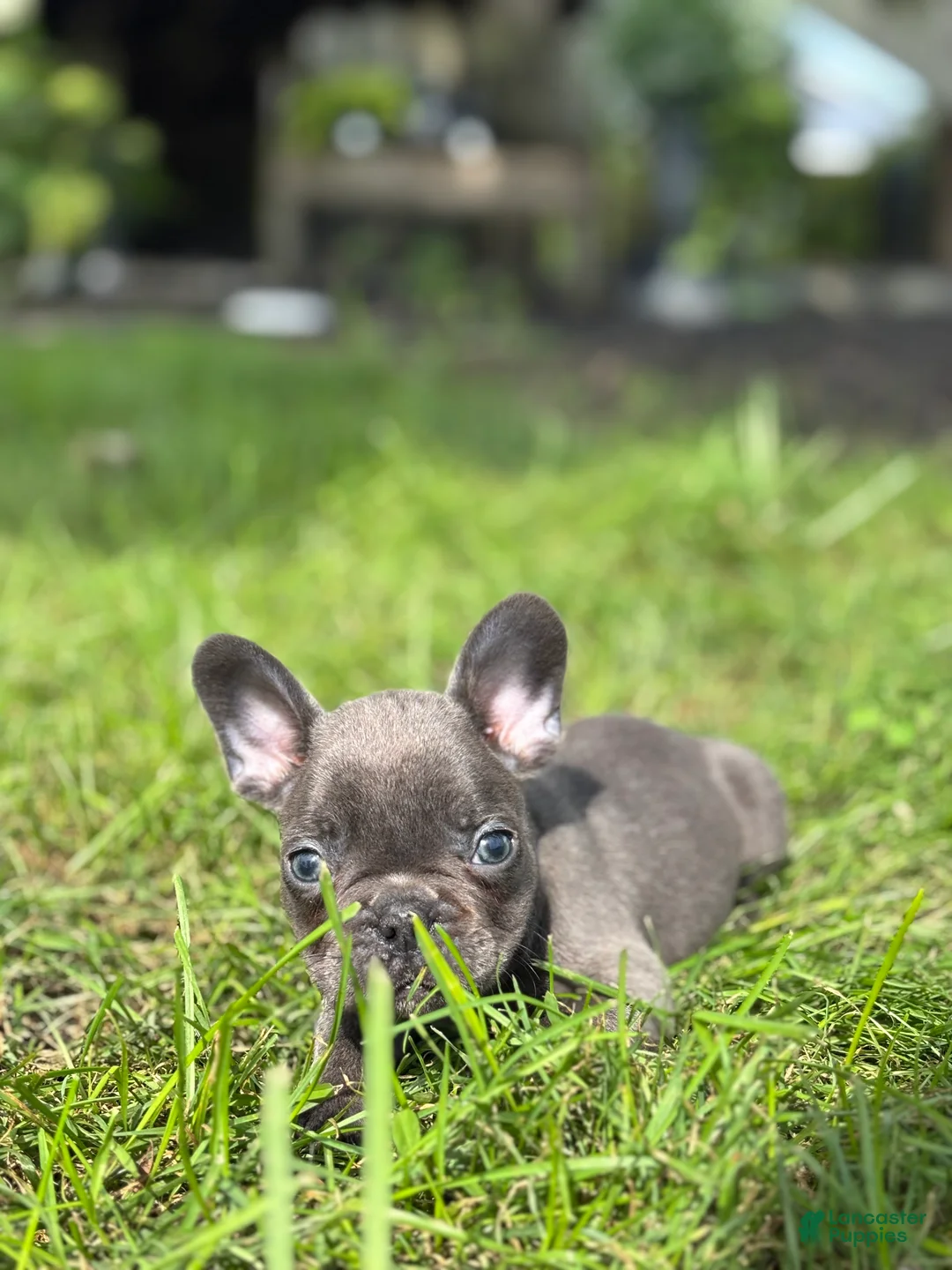 French Bulldog dogs for sale: Seth - Ad 3