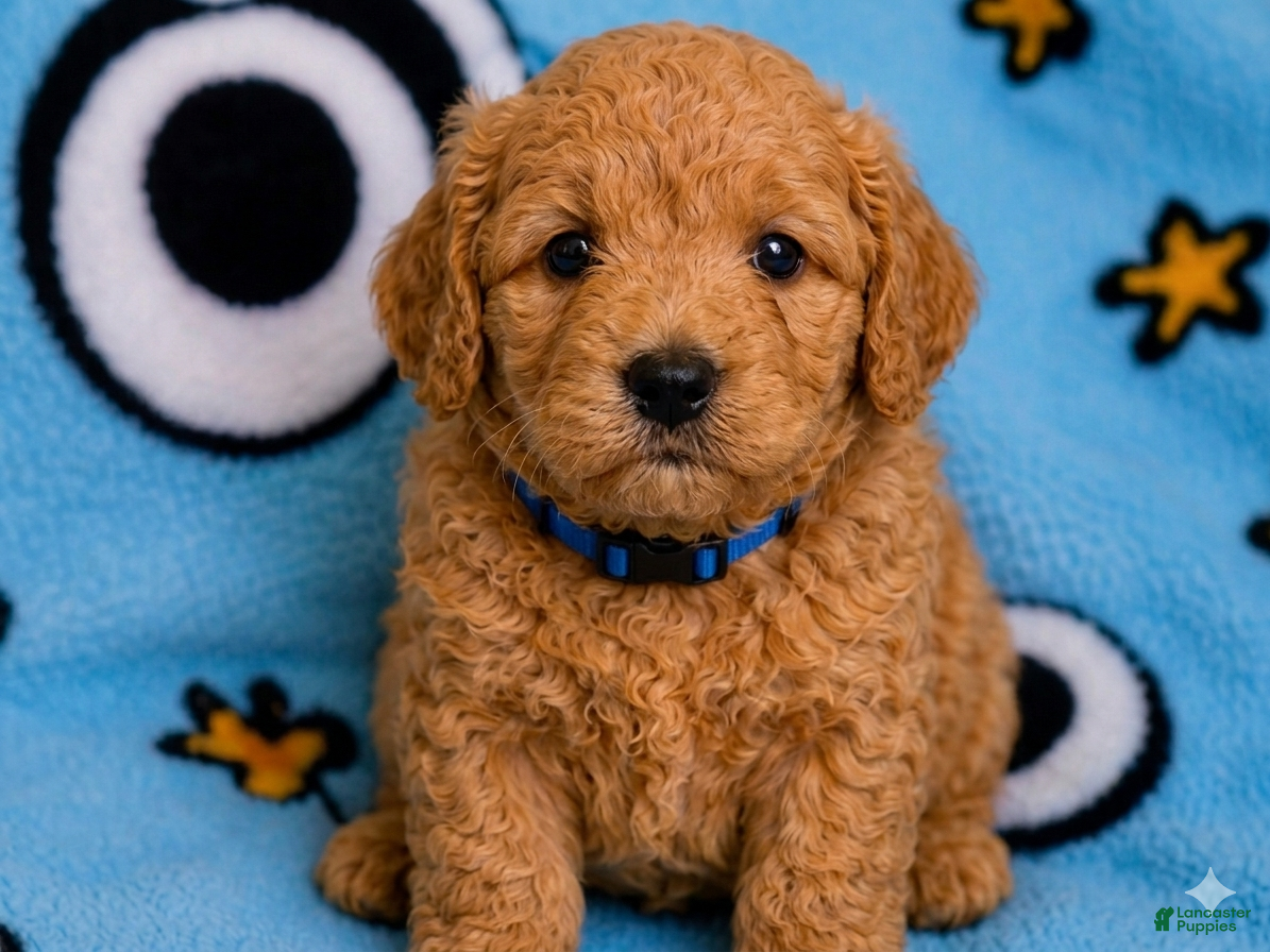 Mini Goldendoodle dogs Mini Goldendoodle Puppy 3 - Ad 2
