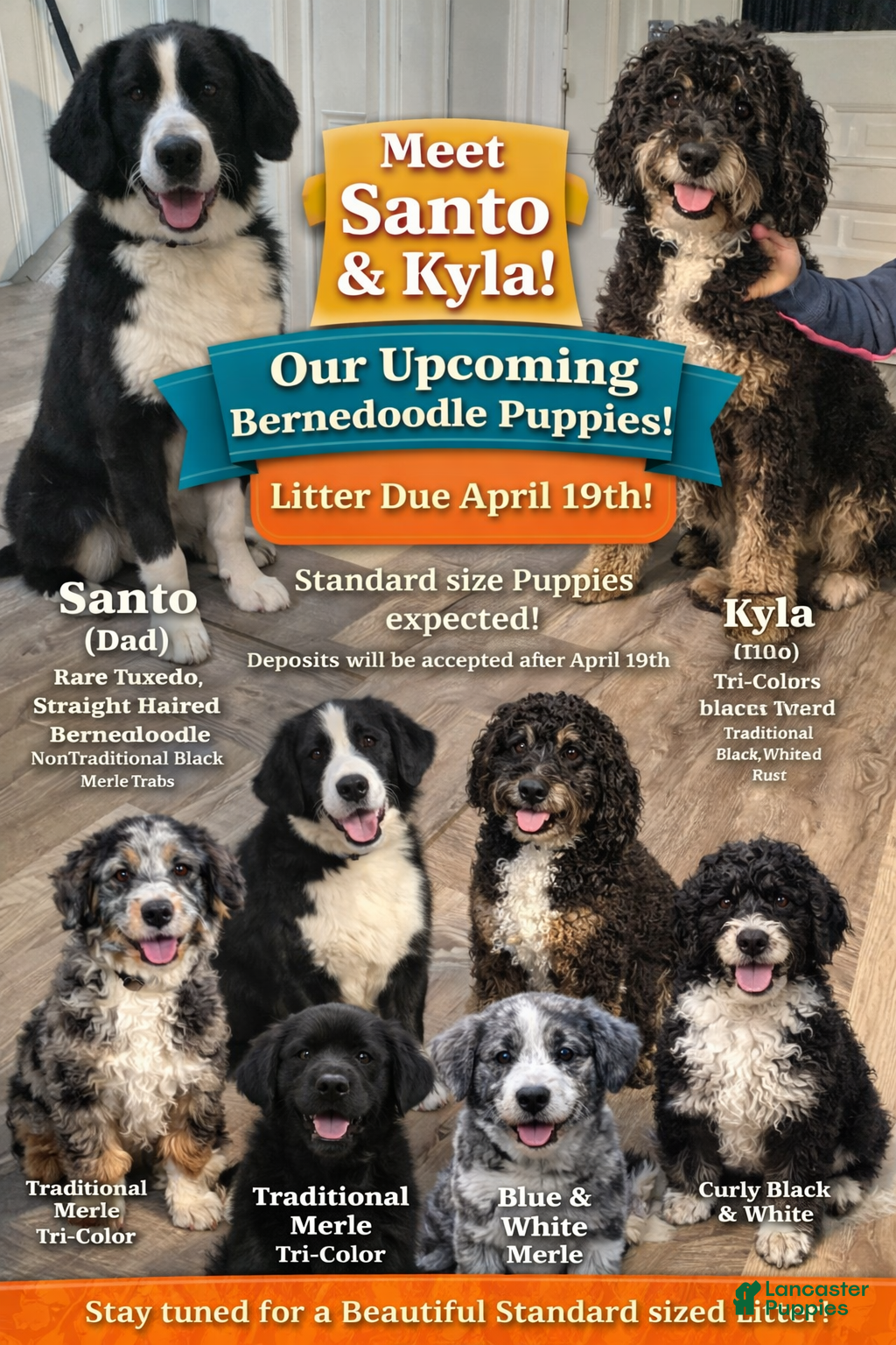 Bernedoodle dogs Bernedoodle Puppy 1 - Ad 10