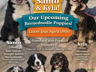 Bernedoodle dogs Bernedoodle Puppy 1 - Ad 10