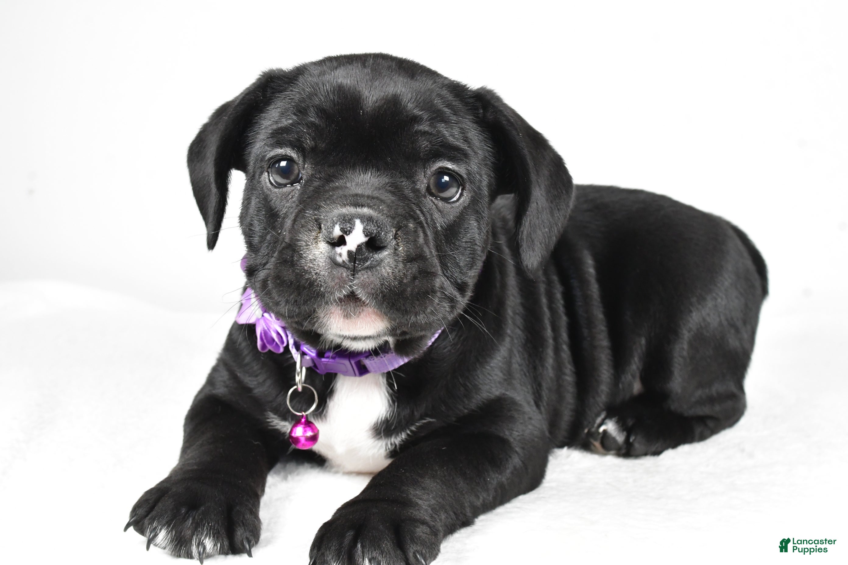 Mixed Breed dogs Dixie - Ad 42